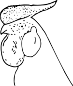 ファイル:鶏冠（バラ冠）.svg