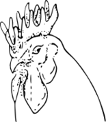 ファイル:鶏冠（花状冠）.svg