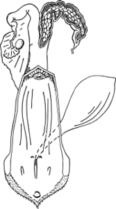 ファイル:ウシの雌性生殖器（正面）.svg