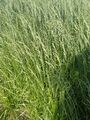 トールフェスク（イネ科・牧草） （独）家畜改良センター提供
