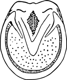 ファイル:ウマの蹄（裏）.svg