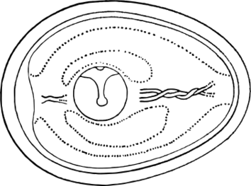 ファイル:鶏卵（放卵後）の構造.svg